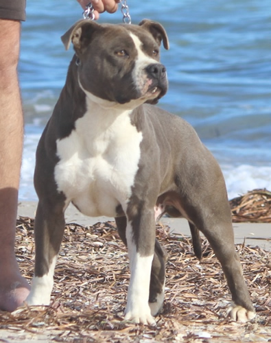 DDDawgs Warsaw Express